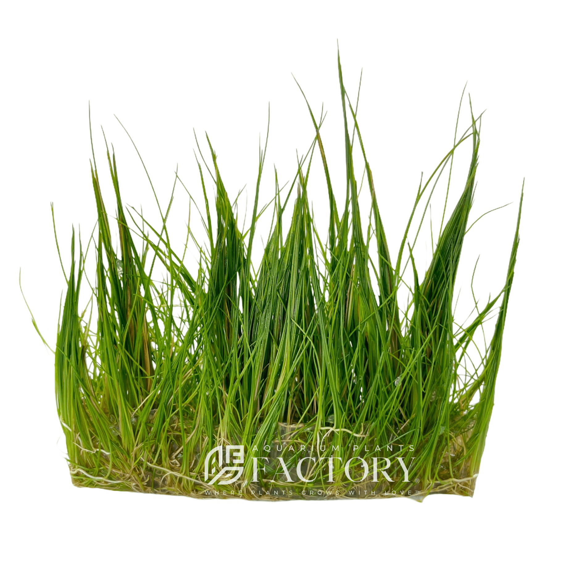 Eleocharis Acicularis Tissue Culture APF Aquarium Plants Factory