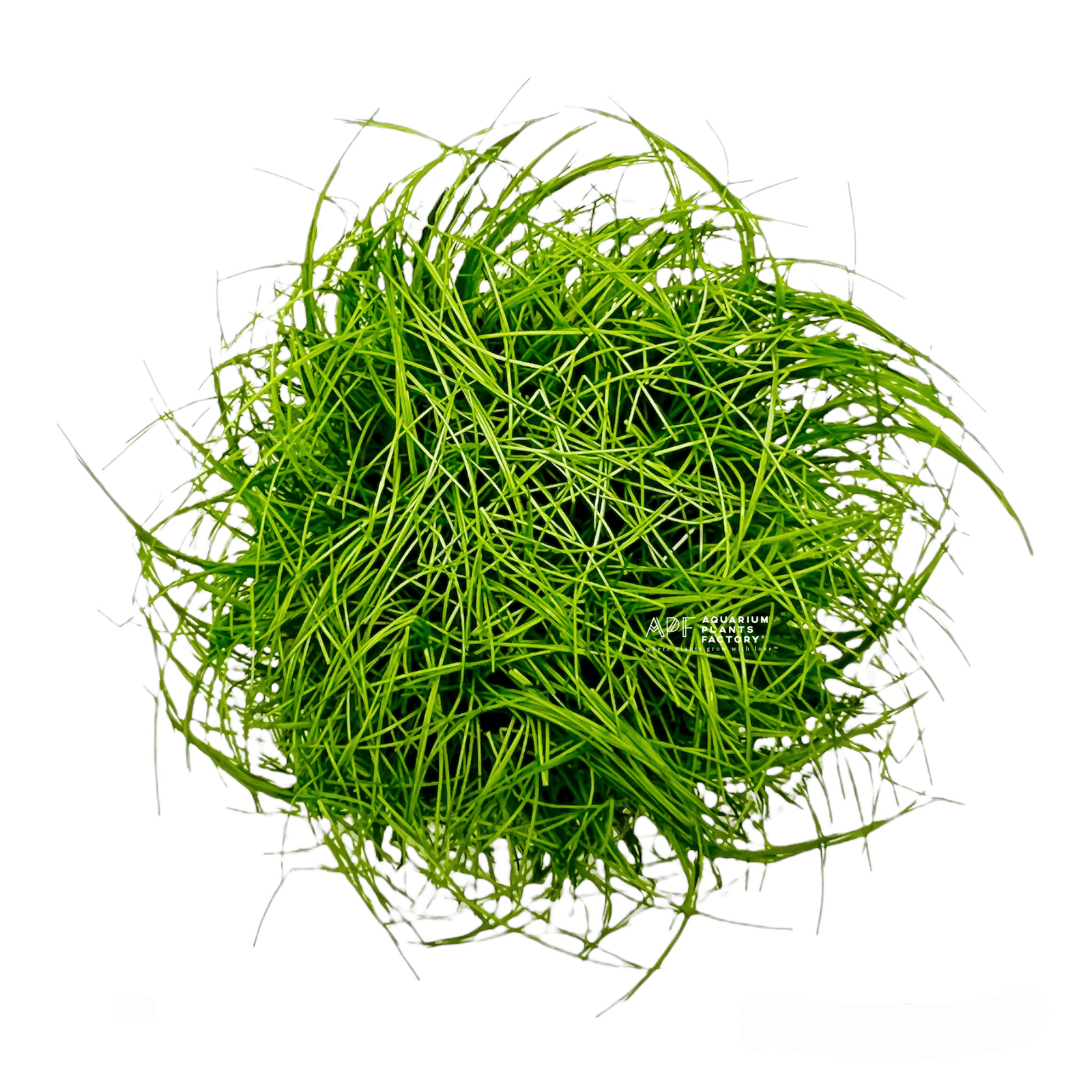 Eleocharis Acicularis - Tissue Culture Cup - Aquarium Plants Factory