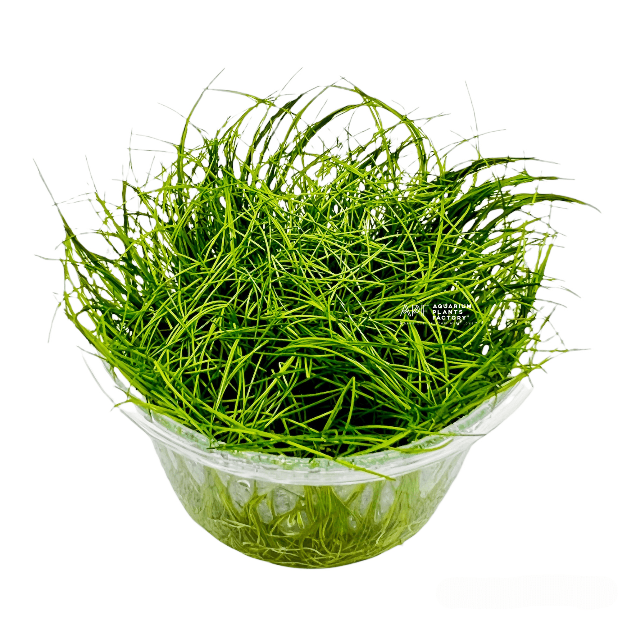 Eleocharis Acicularis - Tissue Culture Cup - Aquarium Plants Factory