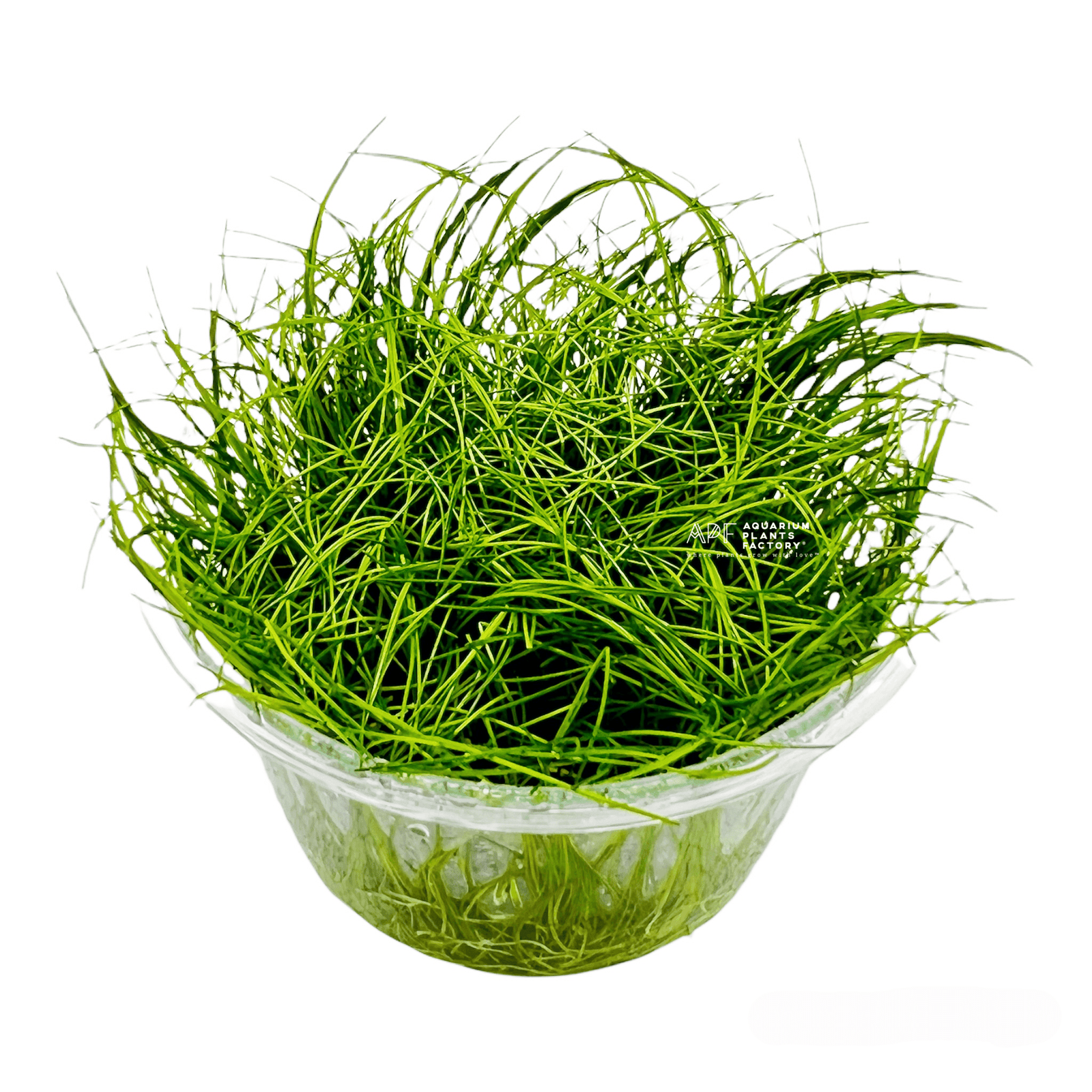 Eleocharis Acicularis - Tissue Culture Cup - Aquarium Plants Factory