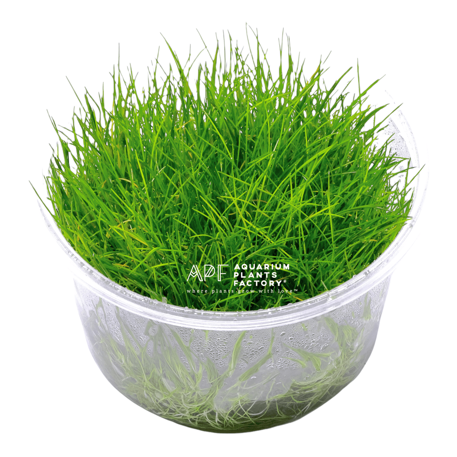 Eleocharis Pusilla - Tissue Culture - Aquarium Plants Factory