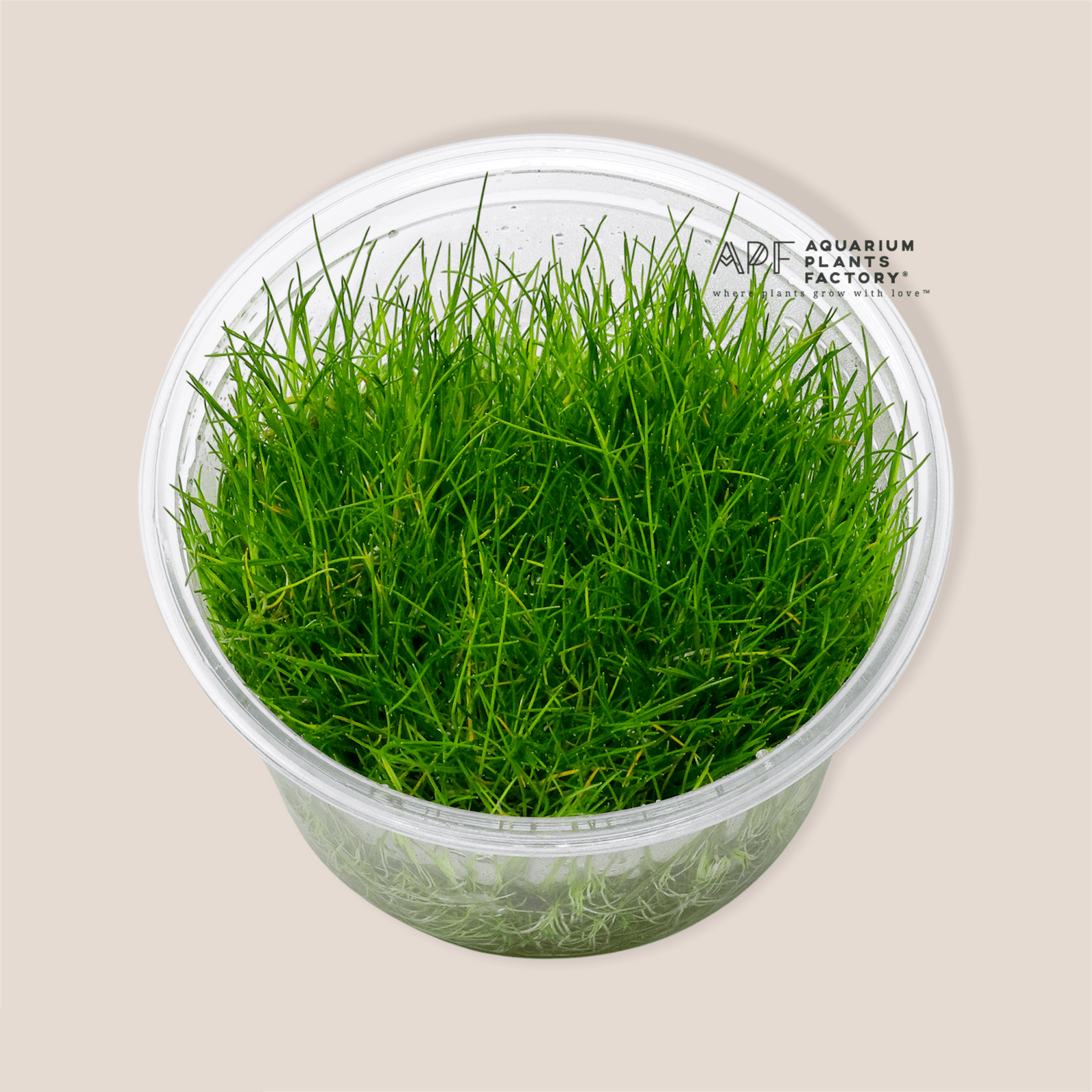 Eleocharis Pusilla - Tissue Culture - Aquarium Plants Factory