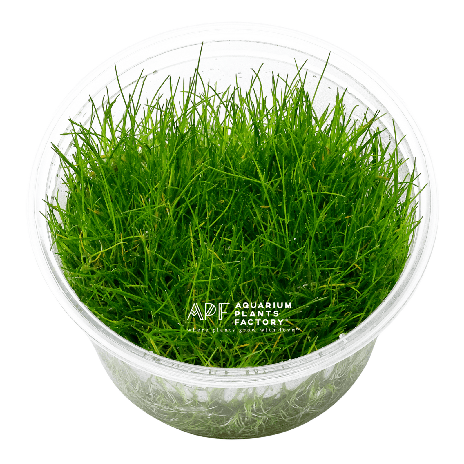 Eleocharis Pusilla - Tissue Culture - Aquarium Plants Factory