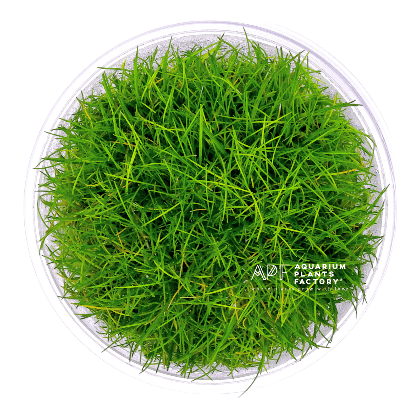 Eleocharis Pusilla - Tissue Culture - Aquarium Plants Factory