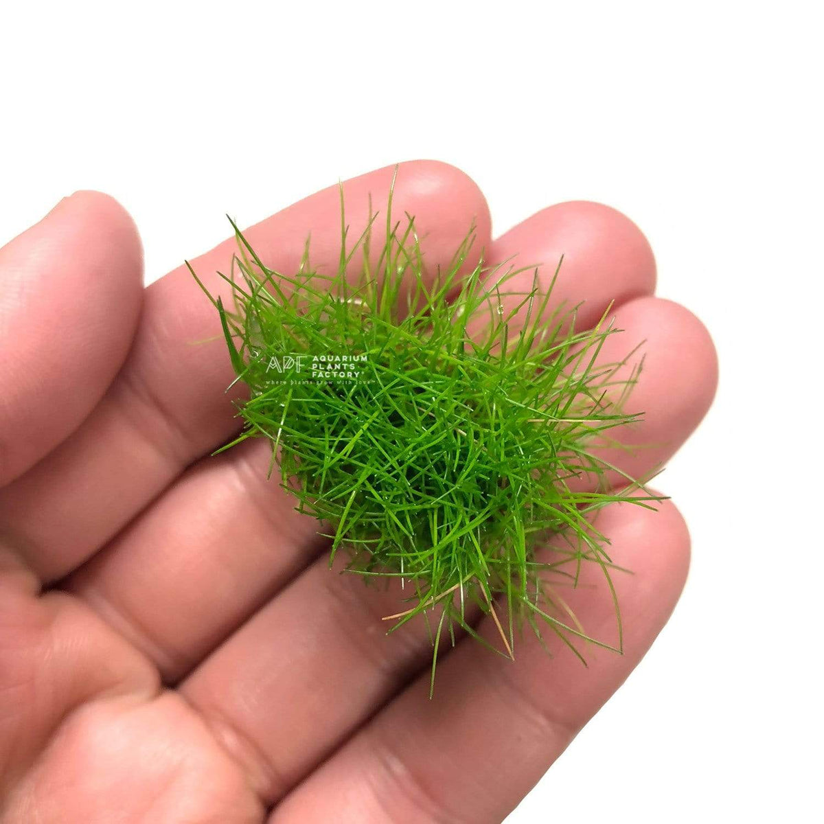 Dwarf Hairgrass Mini (Eleocharis sp. 'Mini') foreground aquarium plant
