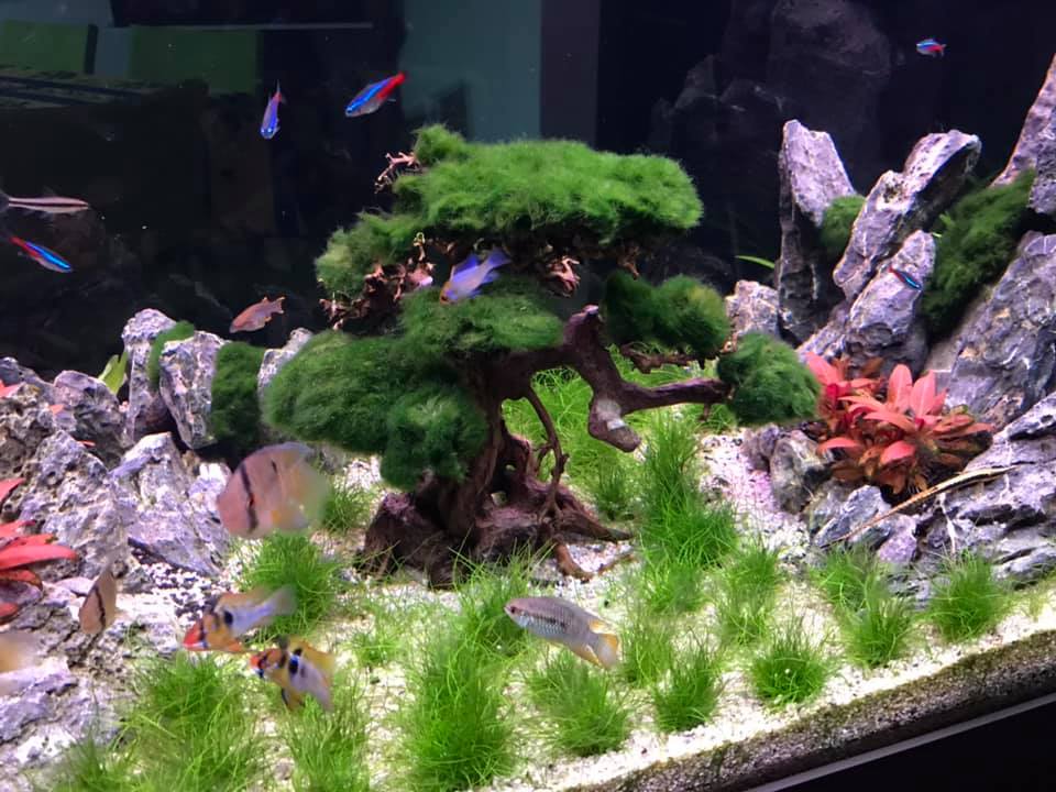 Dwarf Hairgrass Mini (Eleocharis sp. 'Mini') foreground aquarium plant, third view