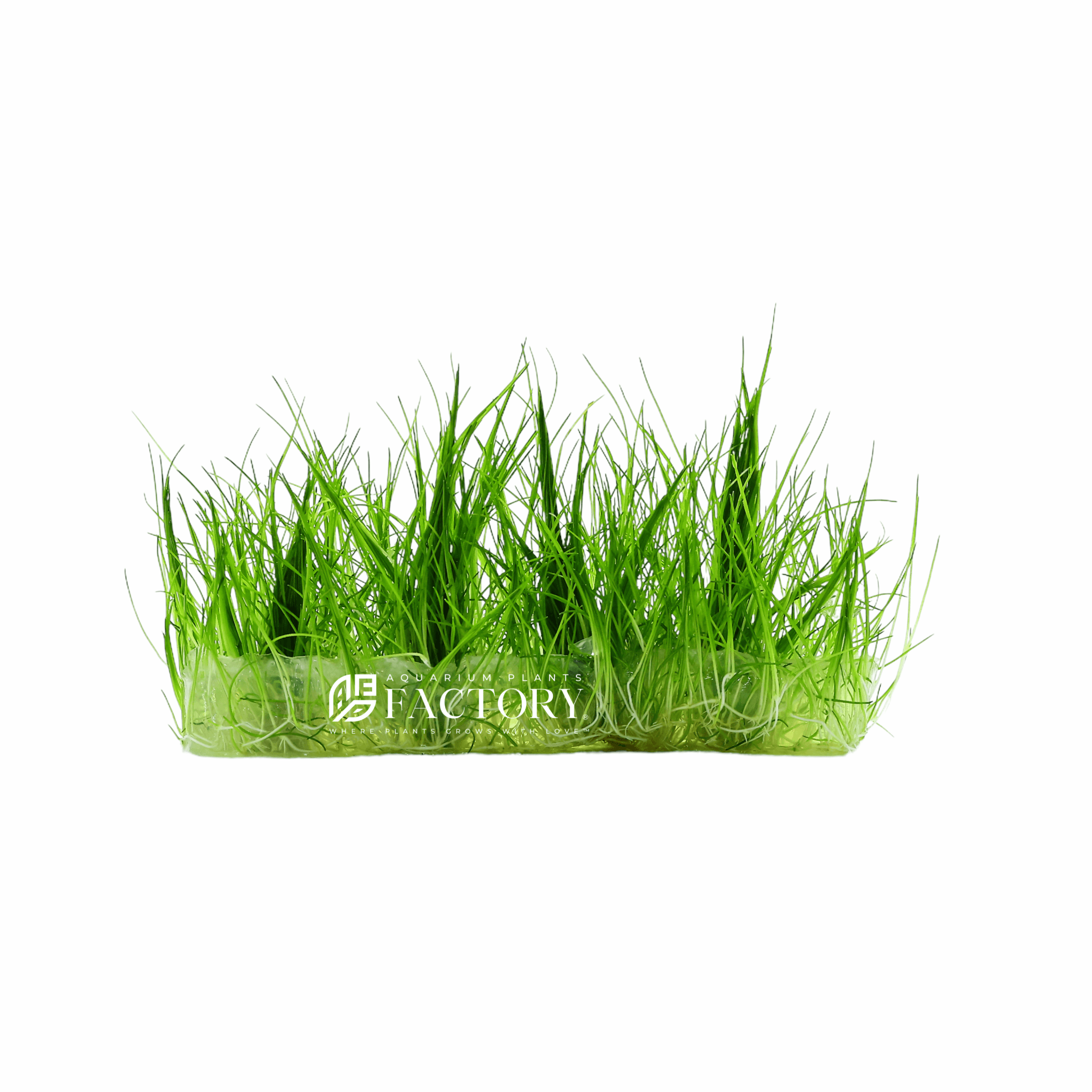 Eleocharis sp. Mini in Vitro Tissue Culture APF Aquarium Plants Factory®