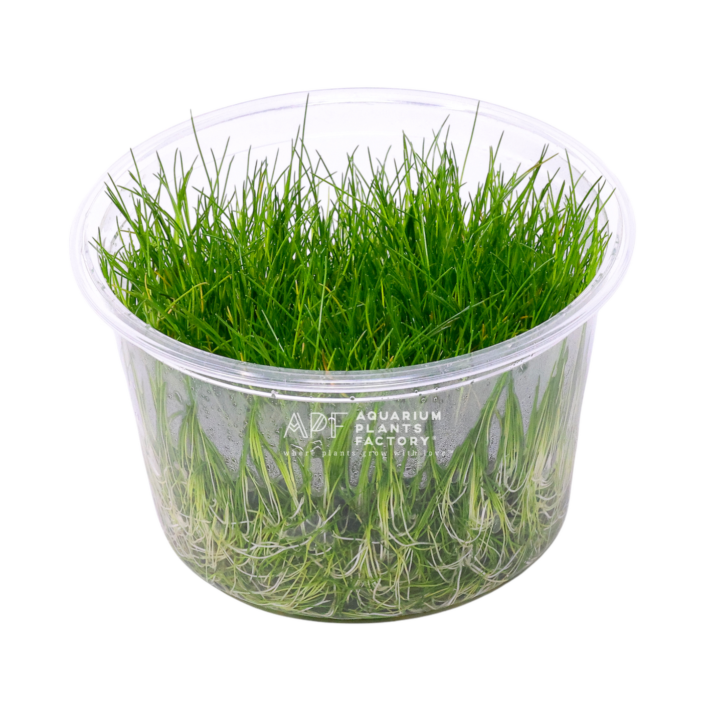 Eleocharis sp. Mini / Dwarf Hairgrass | Aquarium Plants Factory®