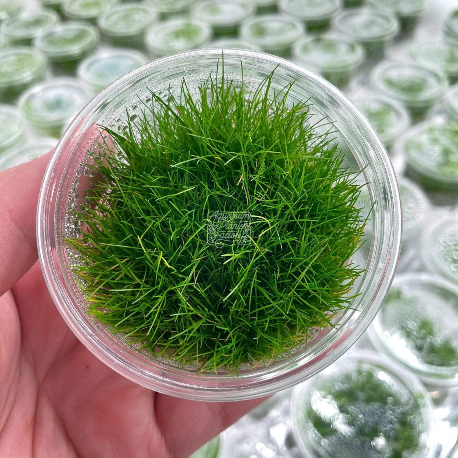 Eleocharis sp. Mini - Tissue Culture Cup - Aquarium Plants Factory