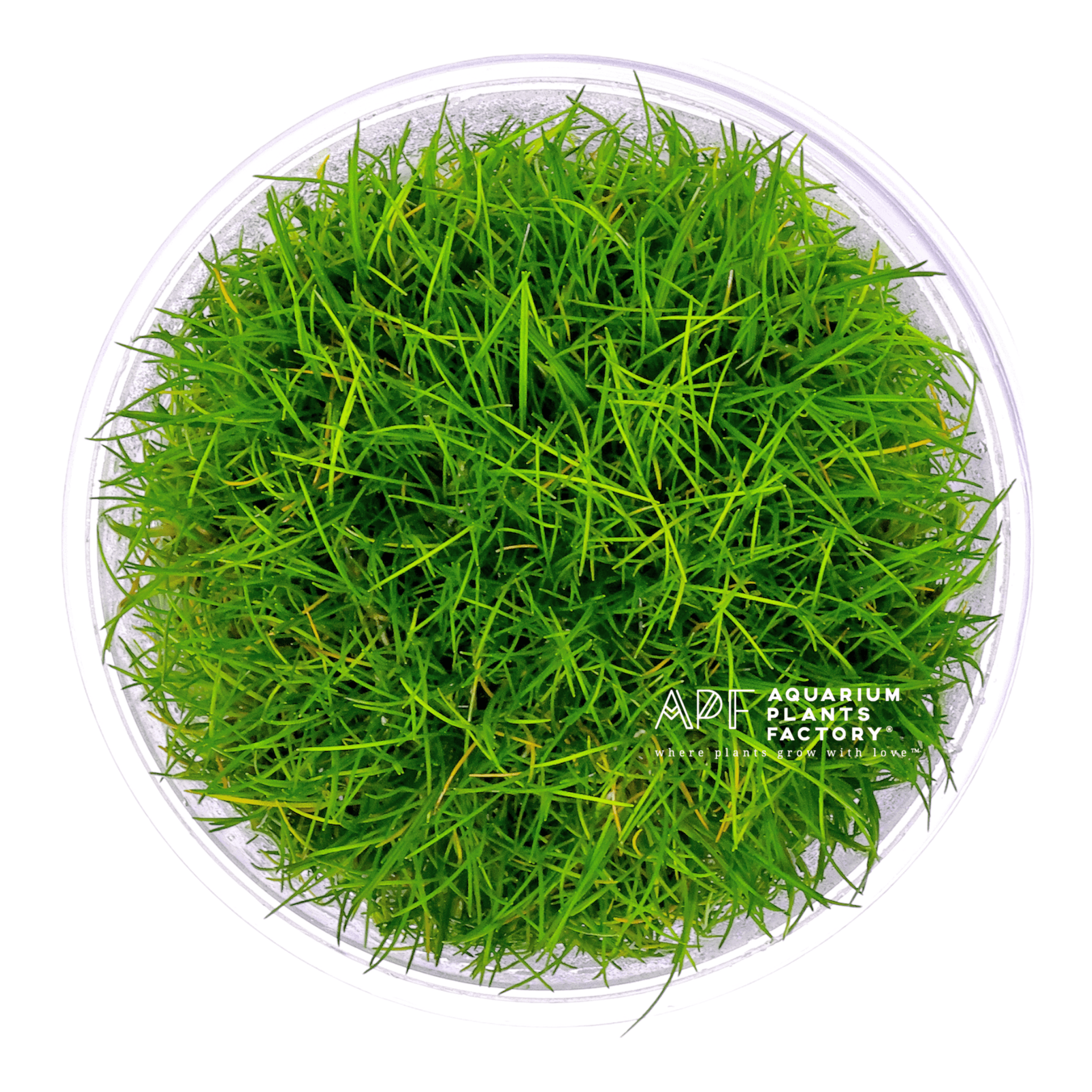 Eleocharis sp. Mini - Tissue Culture Cup - Aquarium Plants Factory