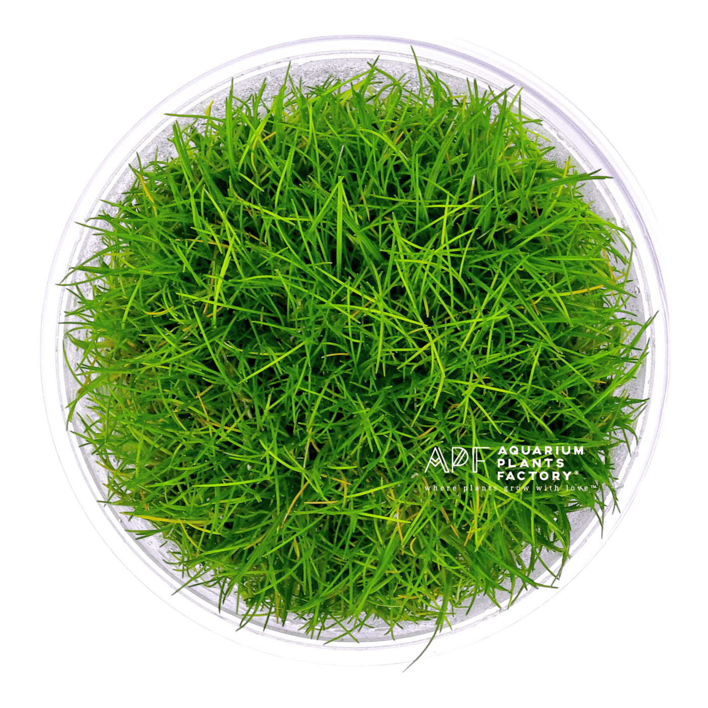 Eleocharis sp. Mini / Dwarf Hairgrass | Aquarium Plants Factory®