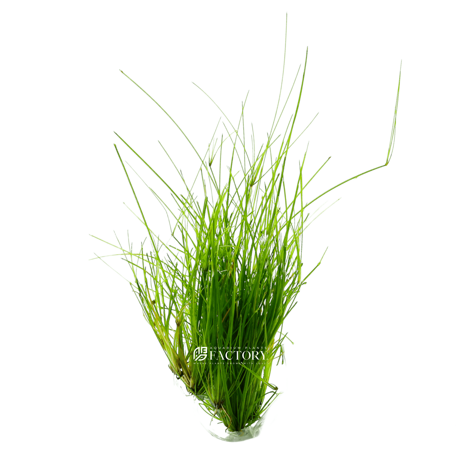 Eleocharis Vivipara Tall Giant Hairgrass APF Aquarium Plants Factory®