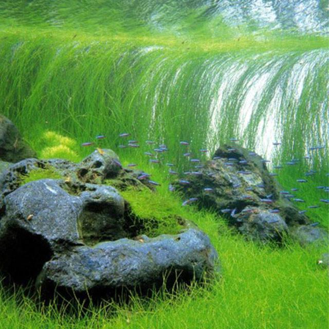 Eleocharis Vivipara | Giant Hairgrass - Aquarium Plants Factory