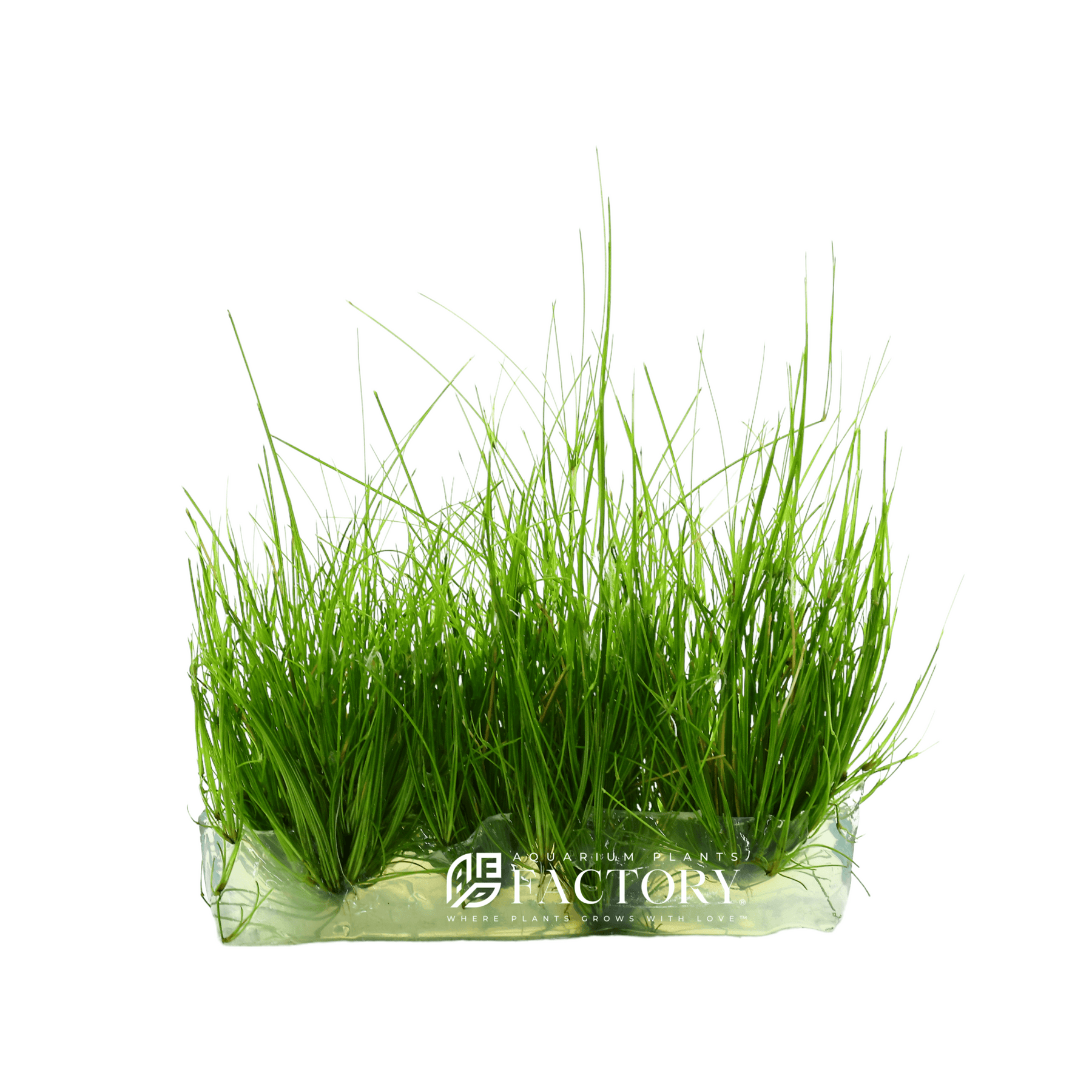 Dwarf Hairgrass Eleocharis Parvula live Aquarium Aquatic Plants Fresh Water Aquarium  Grass free Shipping Buy2 Get1 Free 