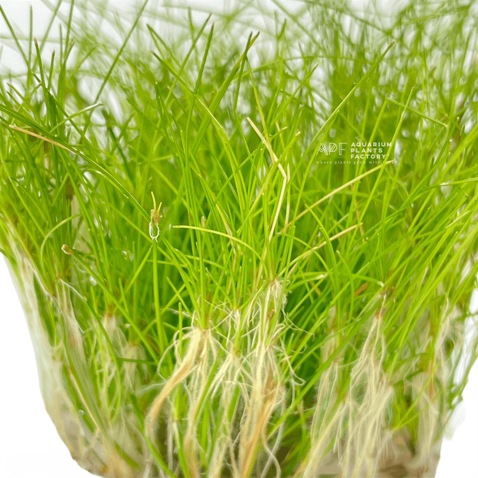 Eleocharis Vivipara - Tissue Culture Cup - Aquarium Plants Factory