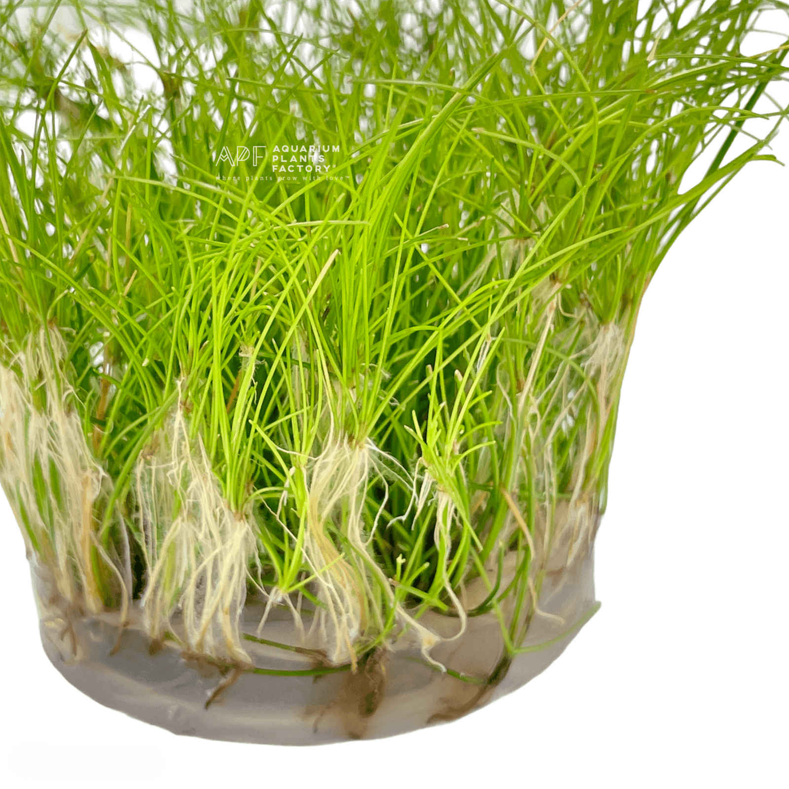 Eleocharis Vivipara - Tissue Culture Cup - Aquarium Plants Factory