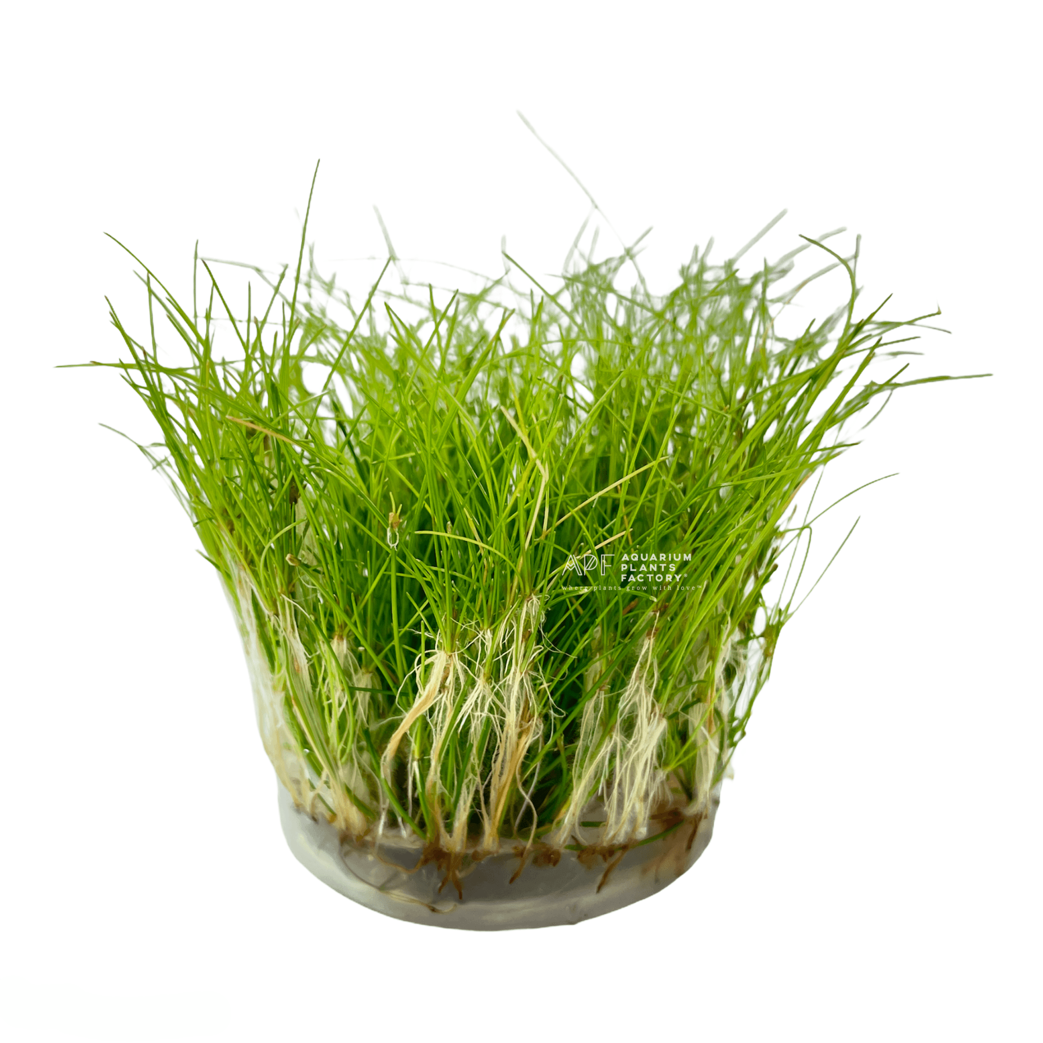 Eleocharis Vivipara - Tissue Culture Cup - Aquarium Plants Factory