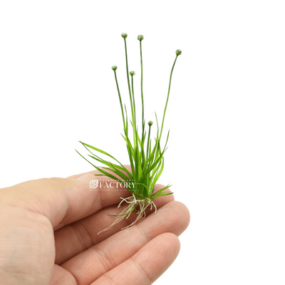  Eriocaulon cinereum is a species of flowering plant in the family Eriocaulaceae. It is commonly known as "pipewort" and is found in various parts of Asia. Here are some key characteristics and information about Eriocaulon cinereum: