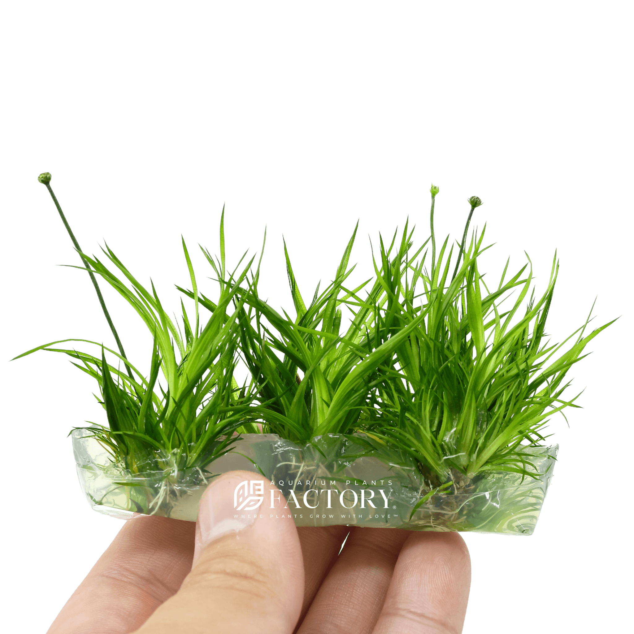 Eriocaulon Cinereum Tissue Culture Rare Erio APF Aquarium Plants Factory®