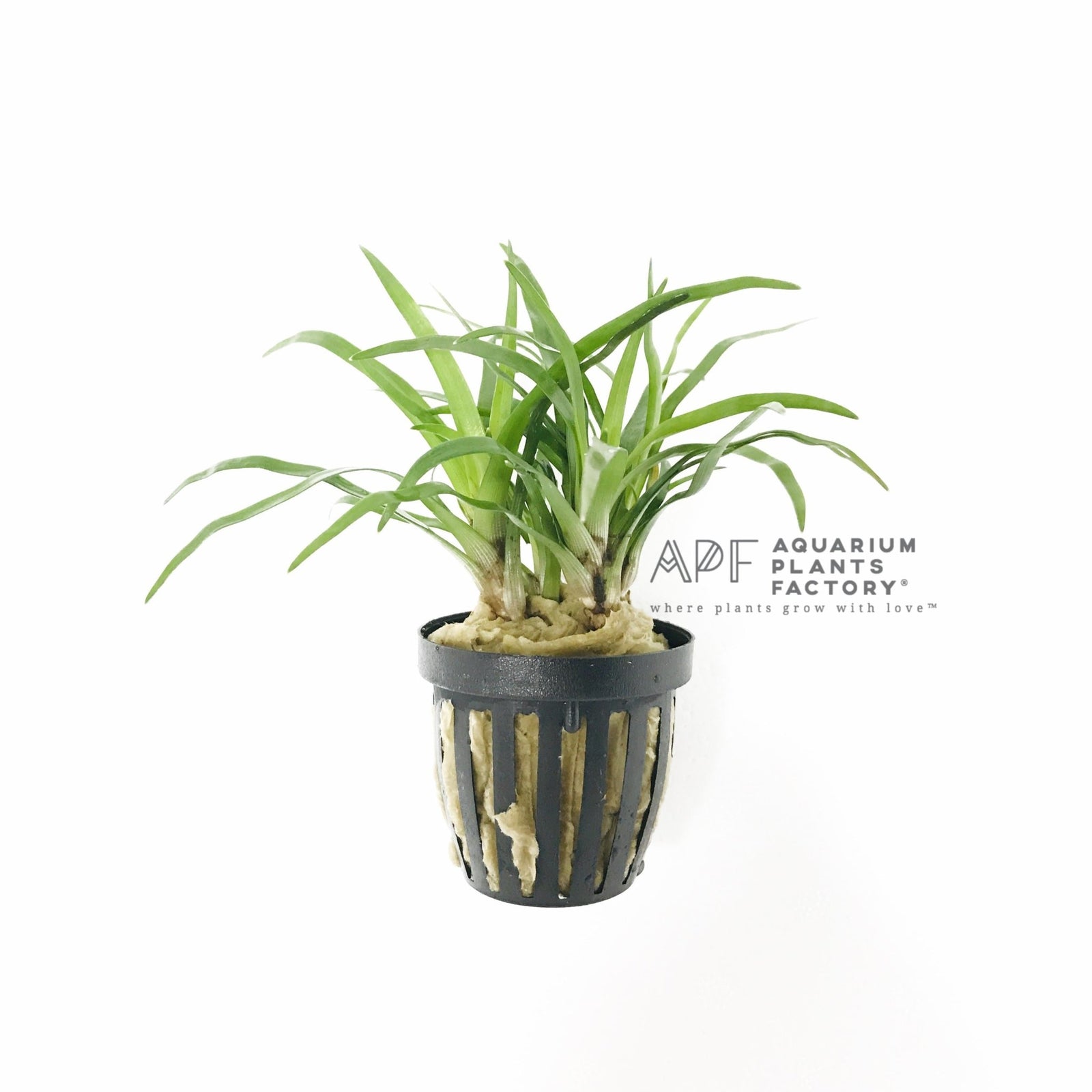 Eriocaulon sp. Vietnam - Aquarium Plants Factory