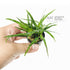 Eriocaulon sp. Vietnam - Aquarium Plants Factory