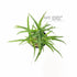 Eriocaulon sp. Vietnam - Aquarium Plants Factory