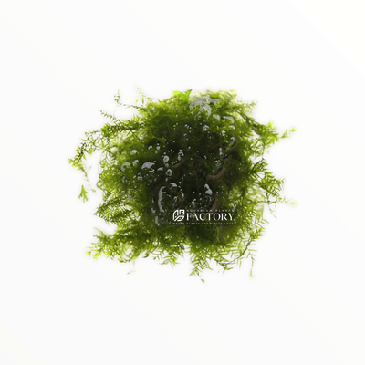 Java Moss / Taxiphyllum Barbieri Portion by SRaquaristik