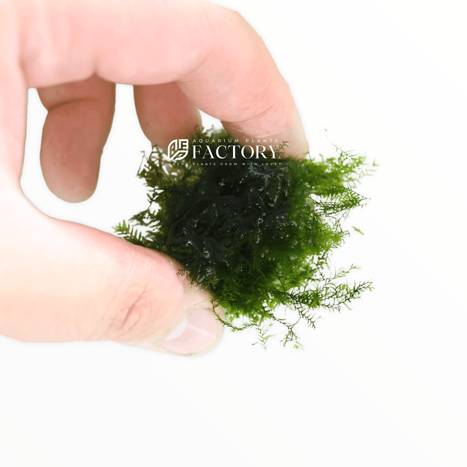 Fissidens Fontanus / Phoenix Moss Loose Portion APF Aquarium Plants Factory® Rare Aquatic Moss