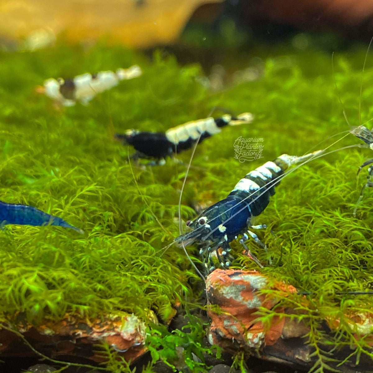 Fissidens Fontanus, photo 4