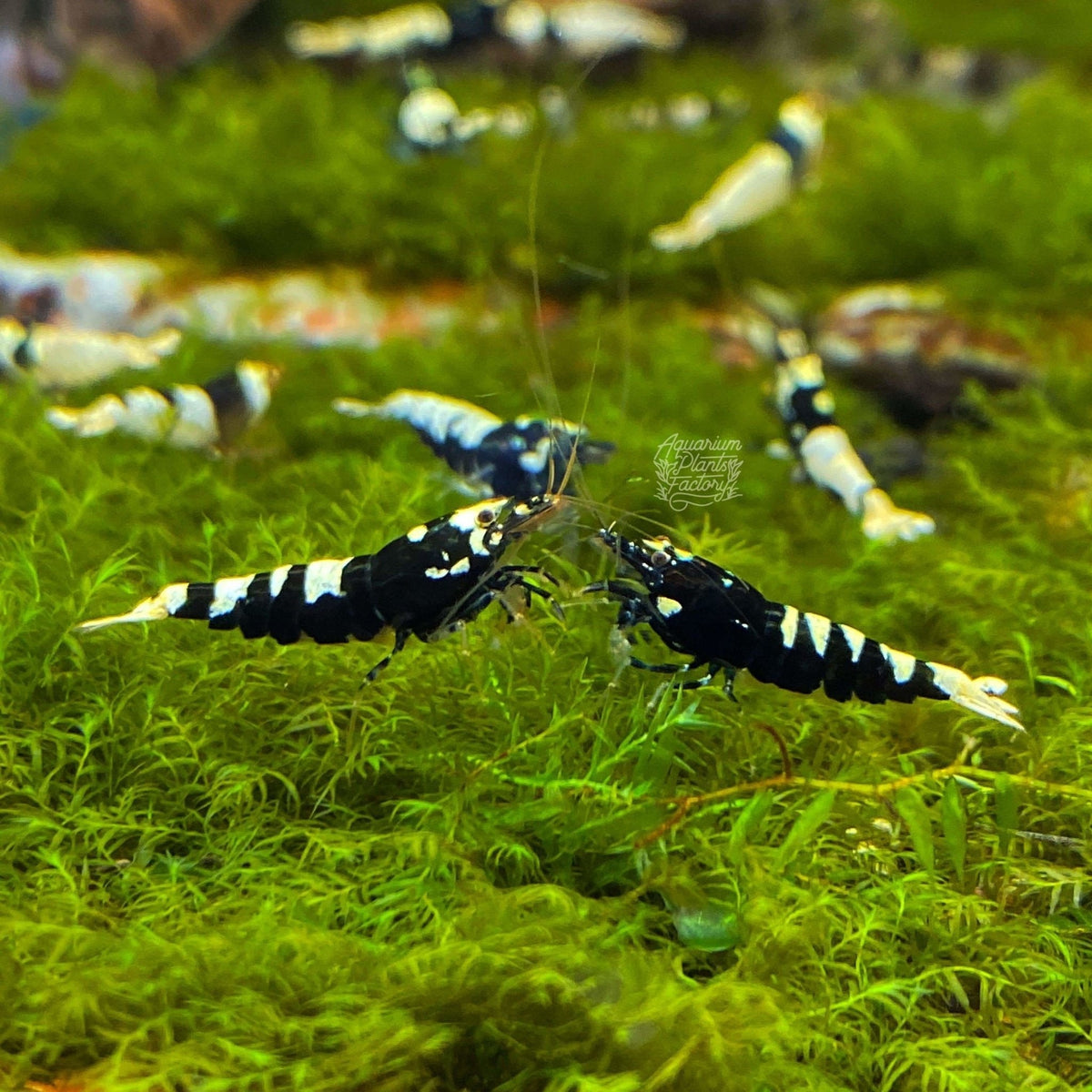Fissidens Fontanus