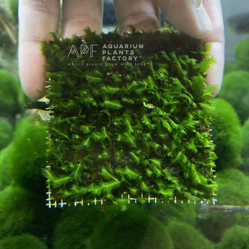 Enhance the beauty of your aquarium with the Fissidens Nobilis Stainless Steel Carpet. This high-quality moss carpet is designed to create a lush, green foreground in your tank, providing a natural and visually stunning environment for your aquatic life.
