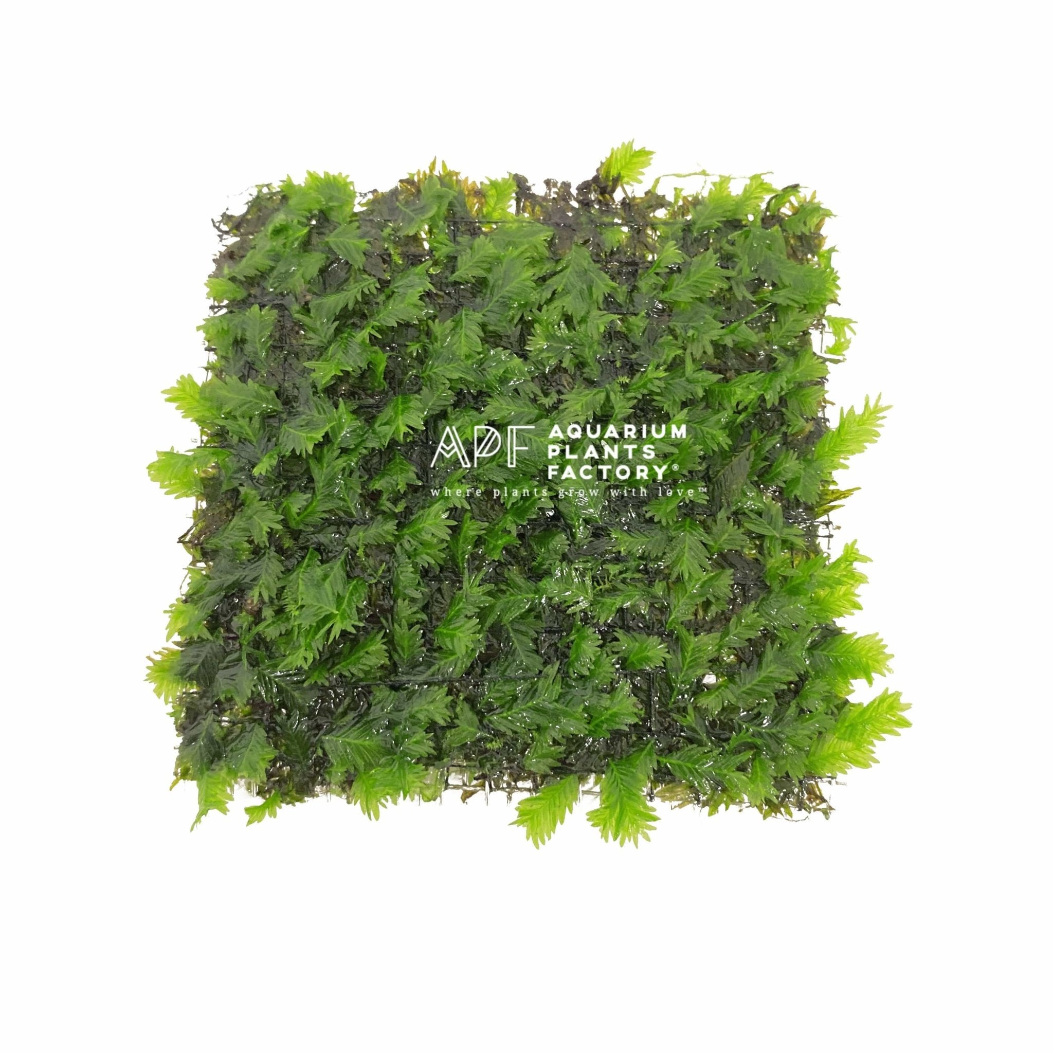 Fissidens Nobilis Stainless Steel Mesh | Aquarium Plants Factory®