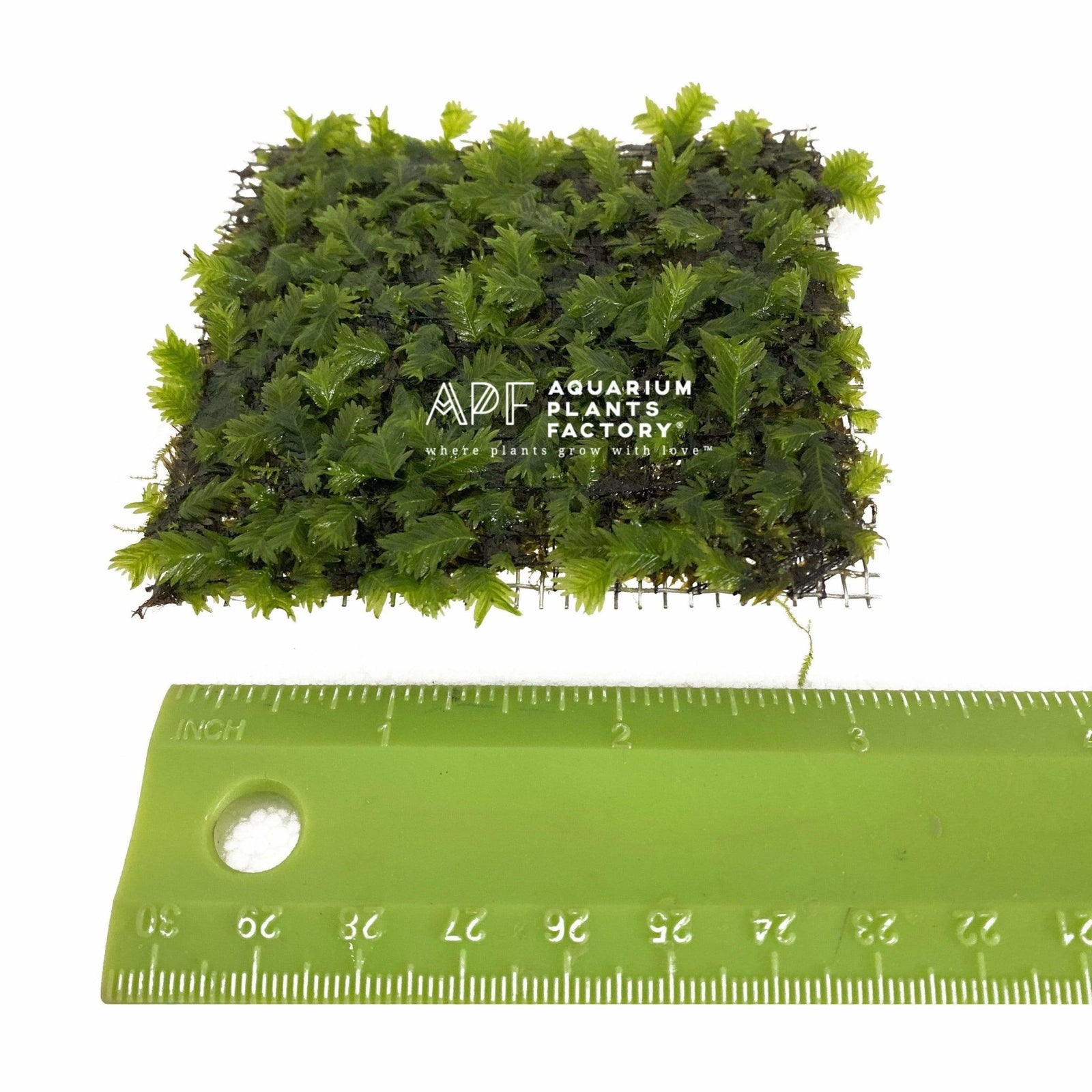 Fissidens Nobilis Stainless Steel Mesh | Aquarium Plants Factory®