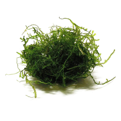 AdventBotany 2021 – Day 9 - Christmas moss - Herbarium RNG