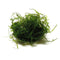 Flame Moss - Aquarium Plants Factory