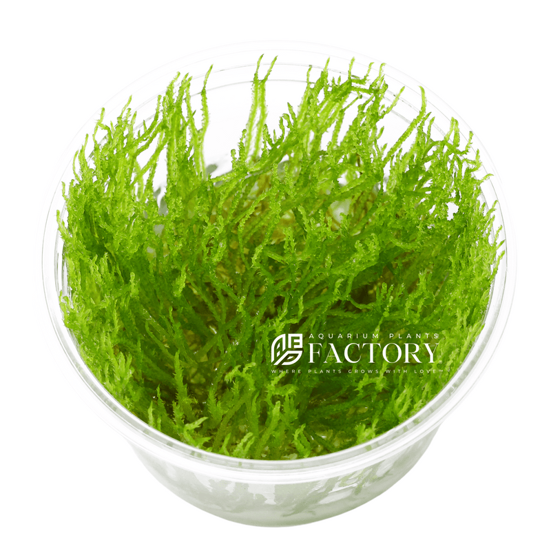 Taxiphyllum Flame Moss APF In Vitro Tissue Culture Aquarium Plants Factory®