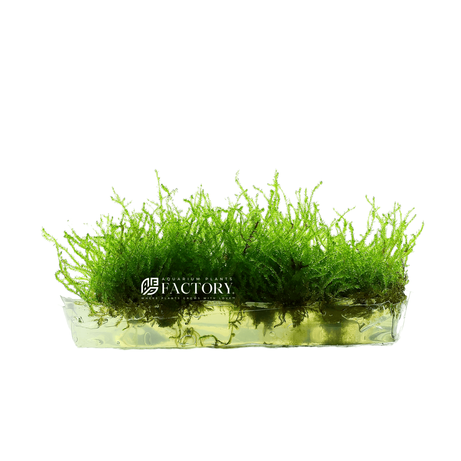 Flame Moss Tissue Culture In Vitro APF Aquarium Plants Factory®