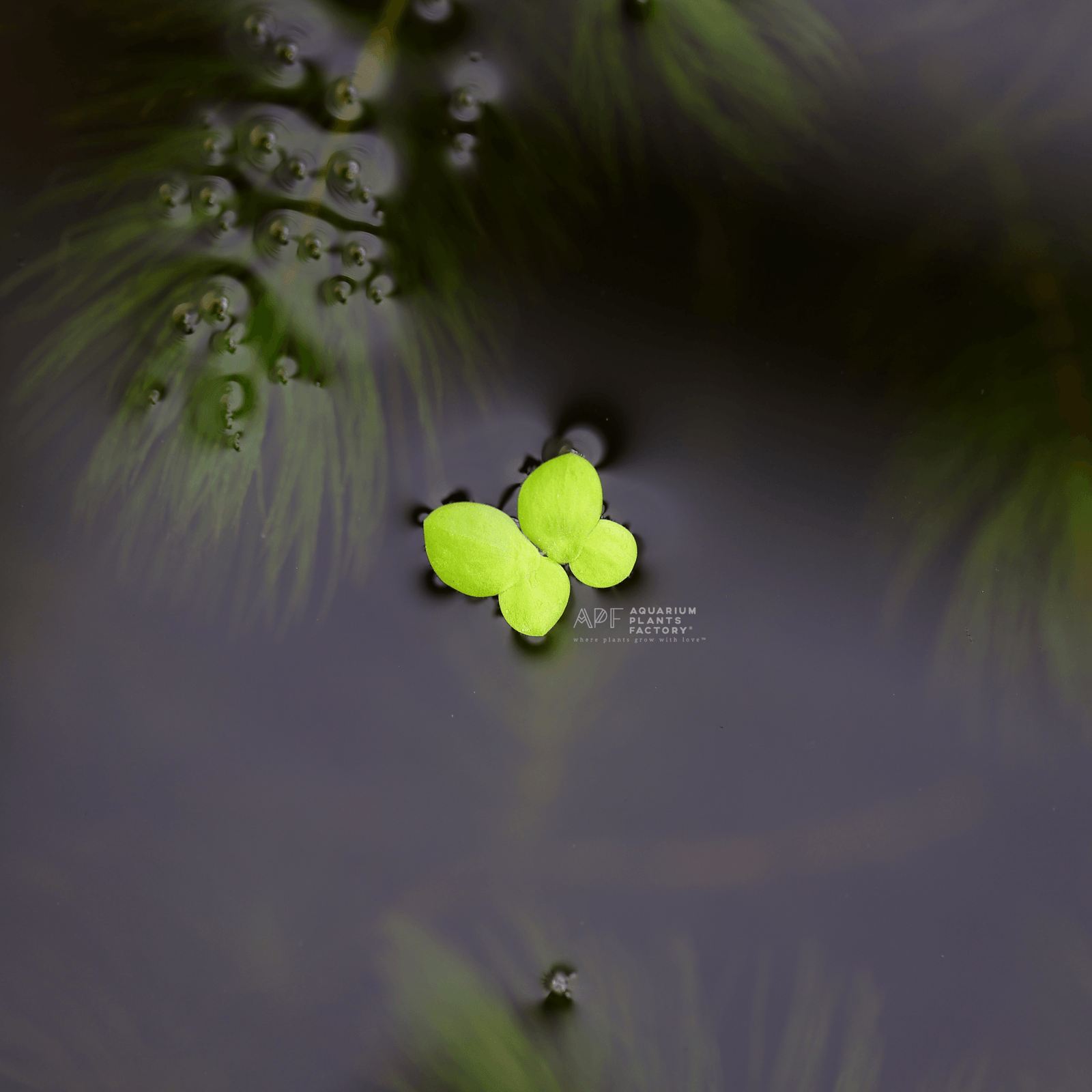 Giant Duckweed - Aquarium Plants Factory