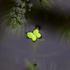 Giant Duckweed - Aquarium Plants Factory