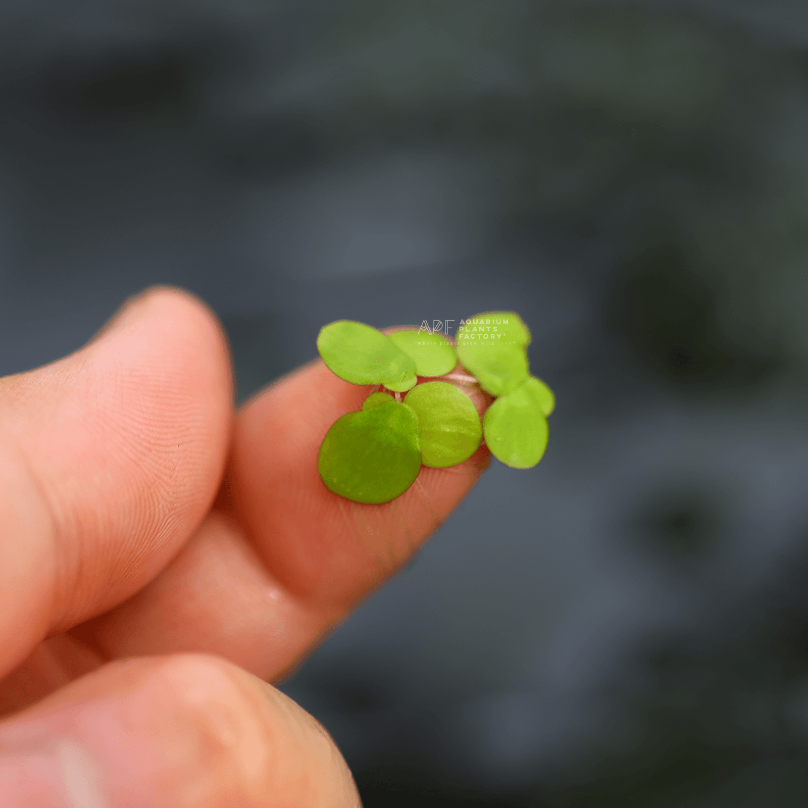 Giant Duckweed - Aquarium Plants Factory