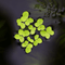 Giant Duckweed - Aquarium Plants Factory