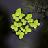 Giant Duckweed - Aquarium Plants Factory