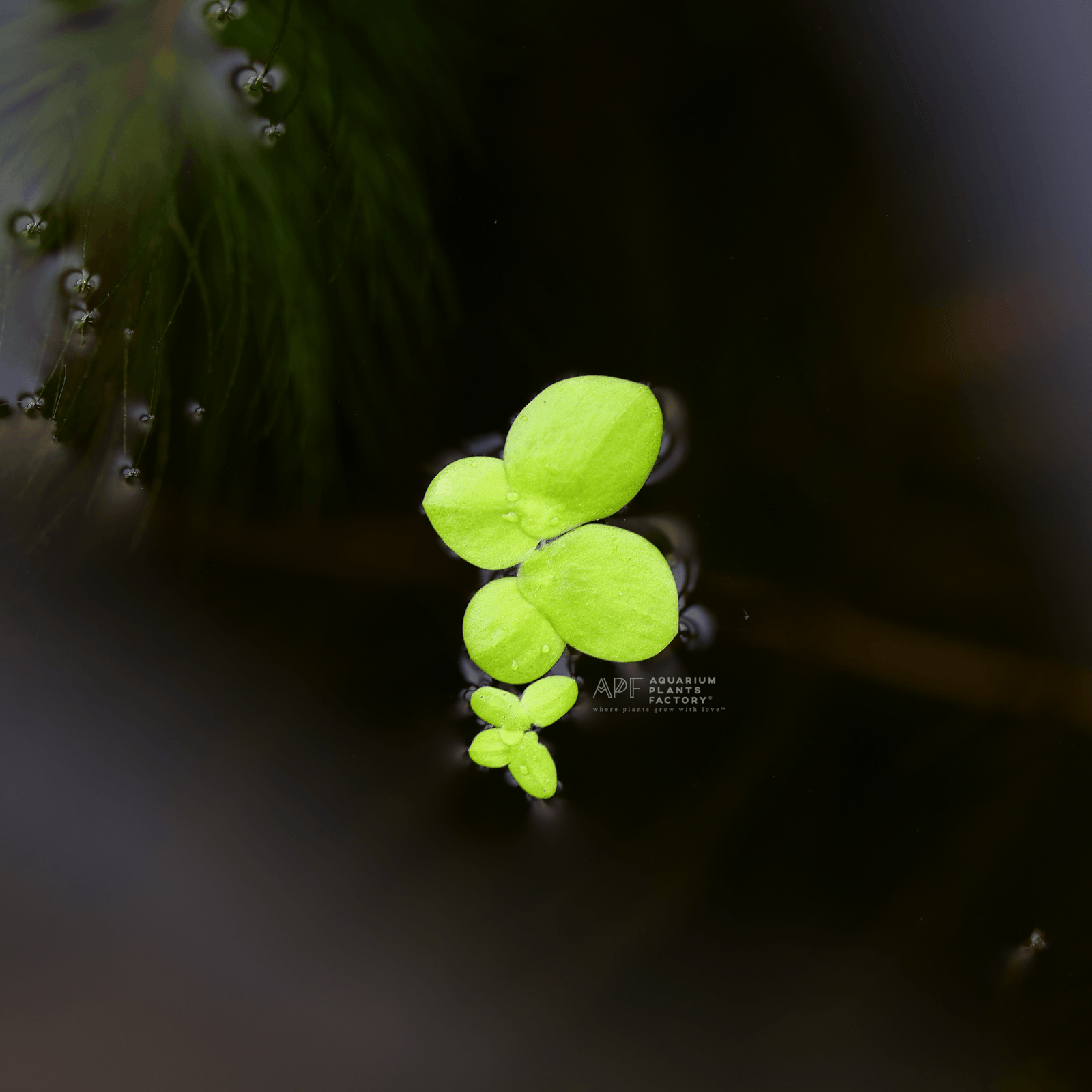 Giant Duckweed - Aquarium Plants Factory