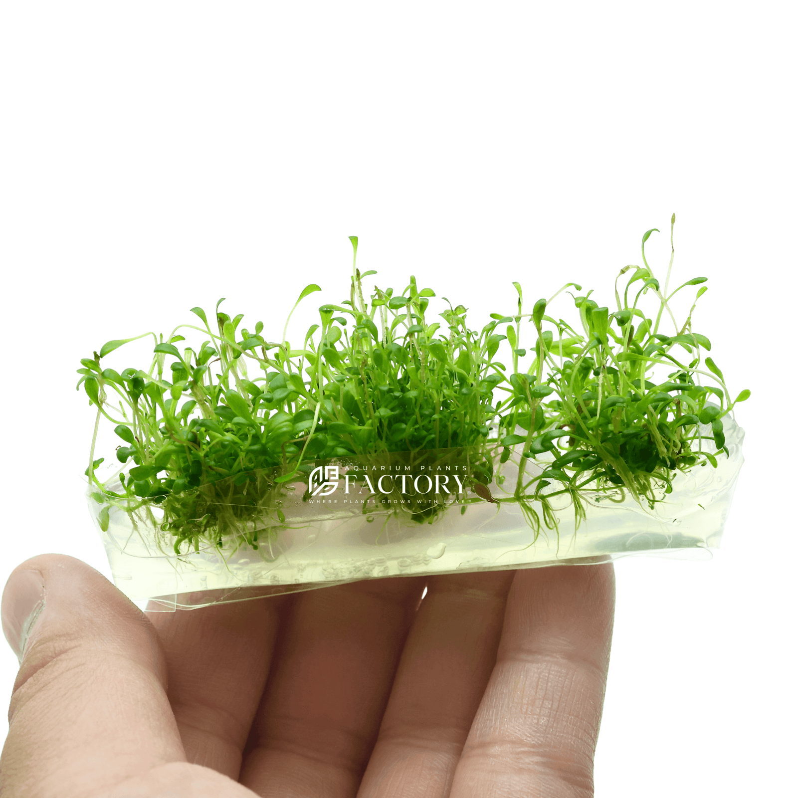 Glossostigma Elatinoides Tissue Culture Glosso APF Aquarium Plants Factory®