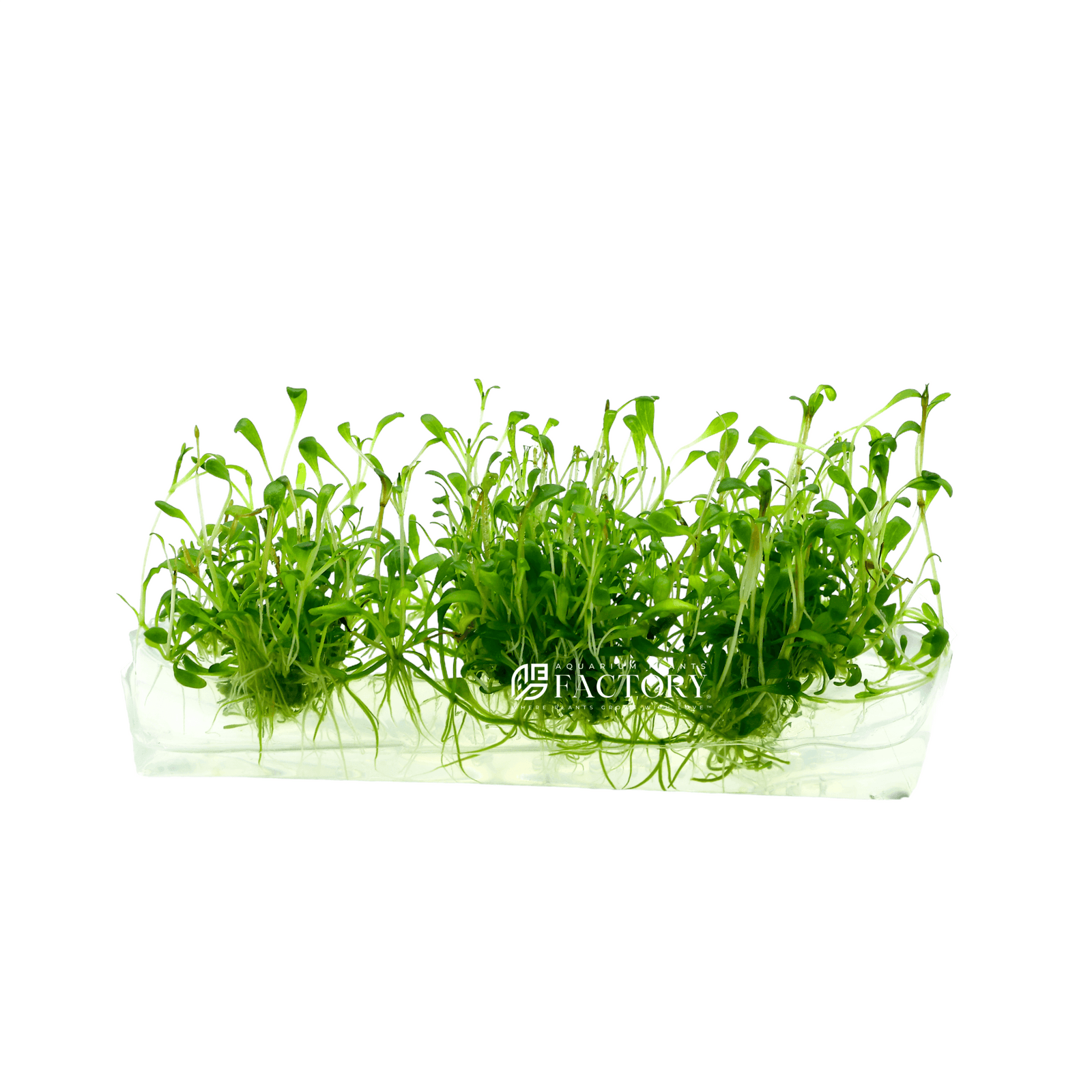 Glossostigma Elatinoides Tissue Culture APF Aquarium Plants Factory®