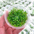 Glossostigma Elatinoides - Tissue Culture Cup - Aquarium Plants Factory