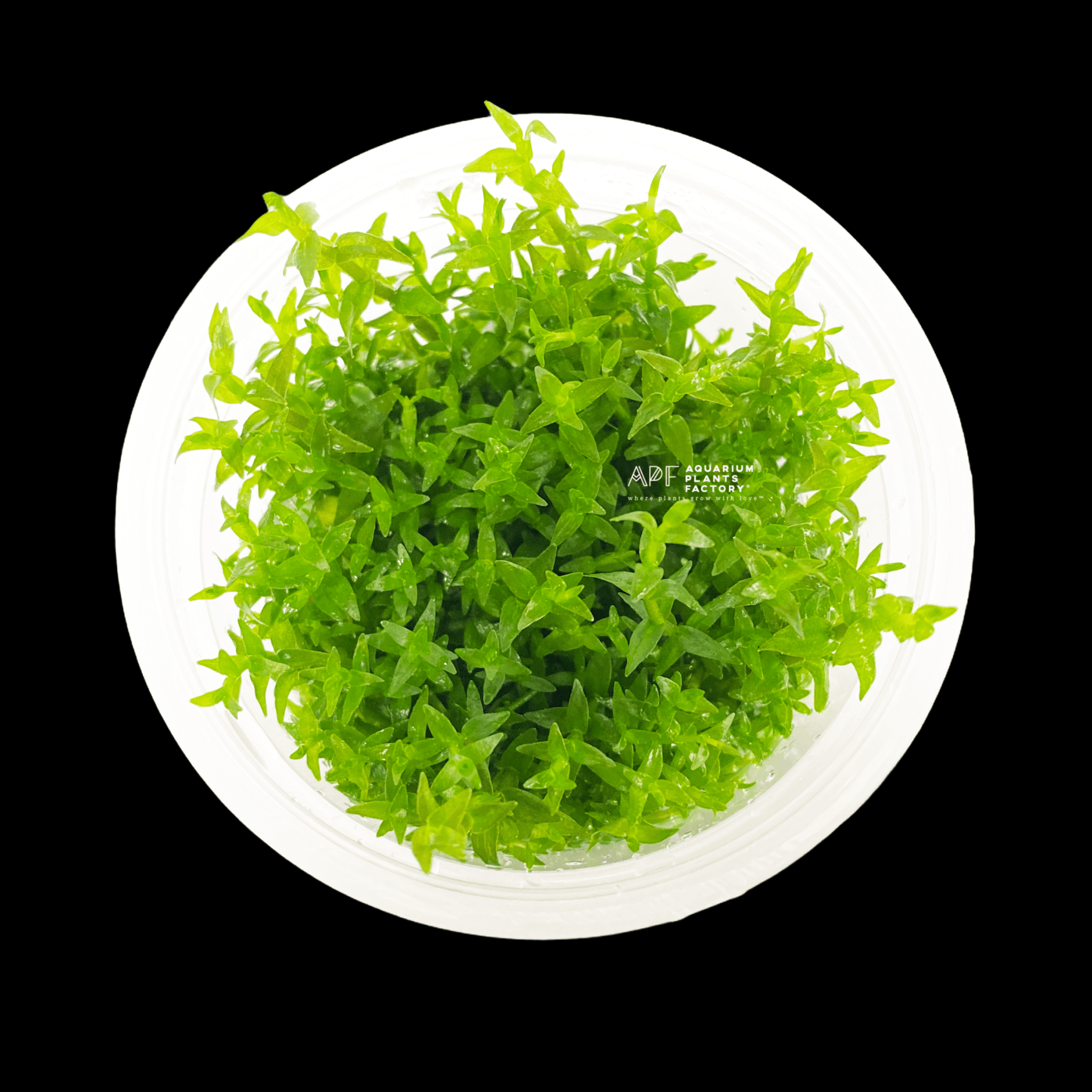 Gratiola Viscidula - Tissue Culture Cup - Aquarium Plants Factory