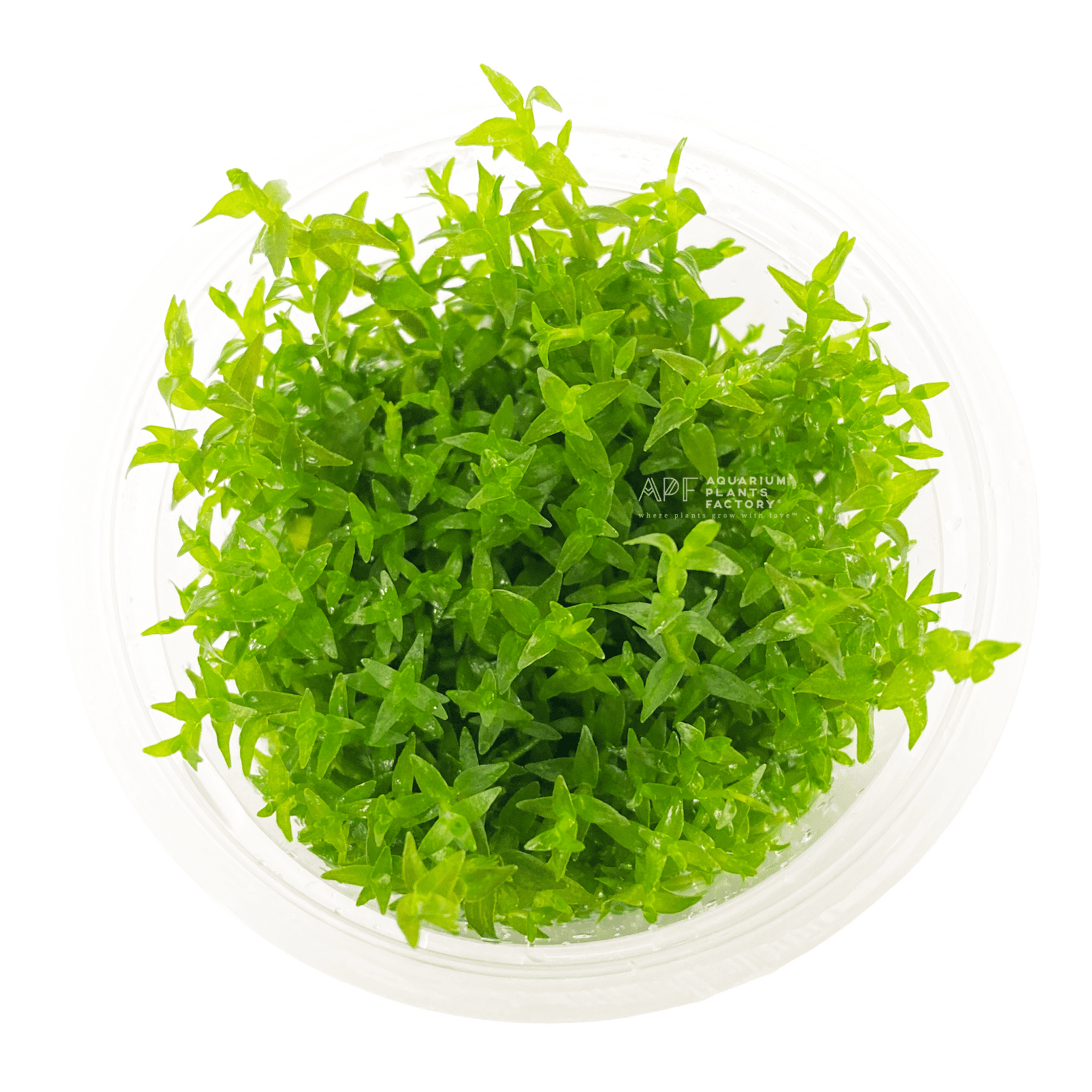 Gratiola Viscidula - Tissue Culture Cup - Aquarium Plants Factory