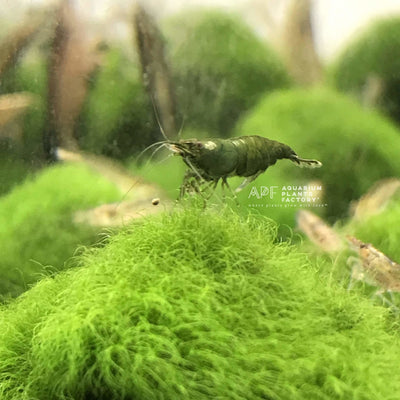Green Jade Shrimp Neocaridina Cherry Shrimp Aquarium Plants Factory