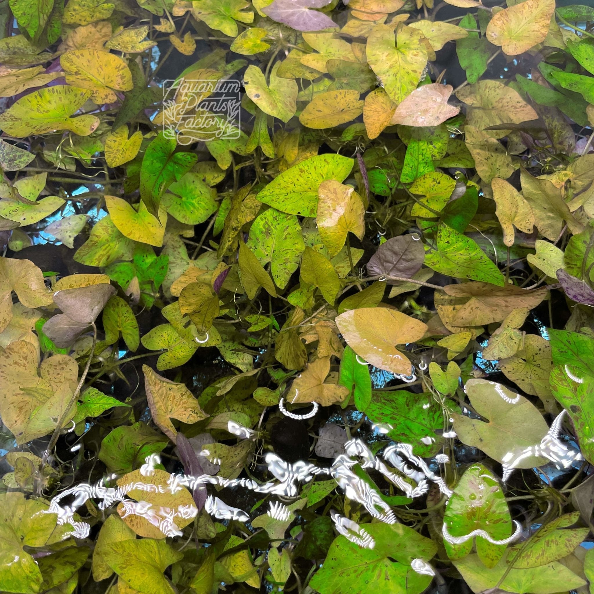 Green Tiger Lotus - Aquarium Plants Factory